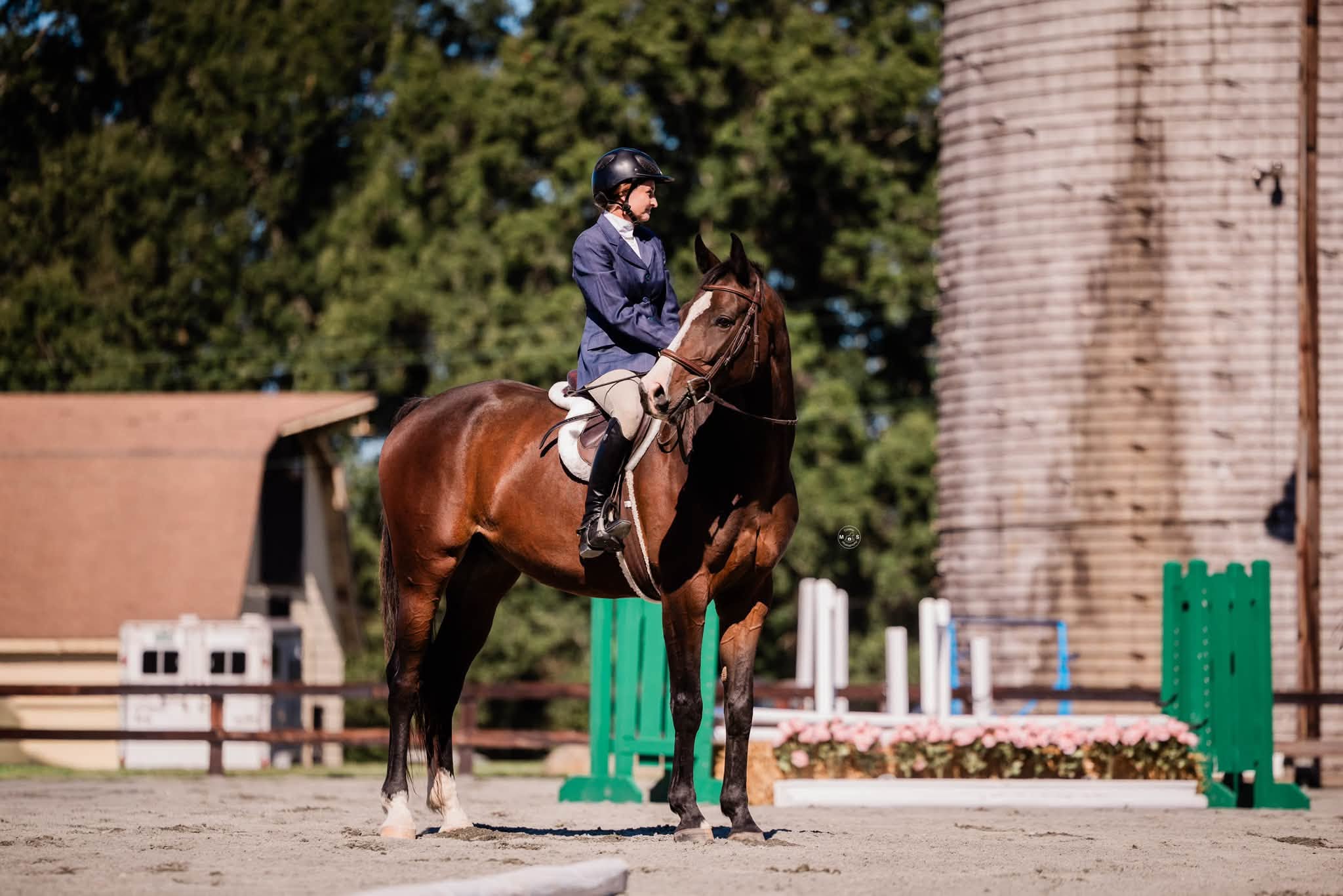 Rider on chestnut horse in the show ring at Quail Roost Farm