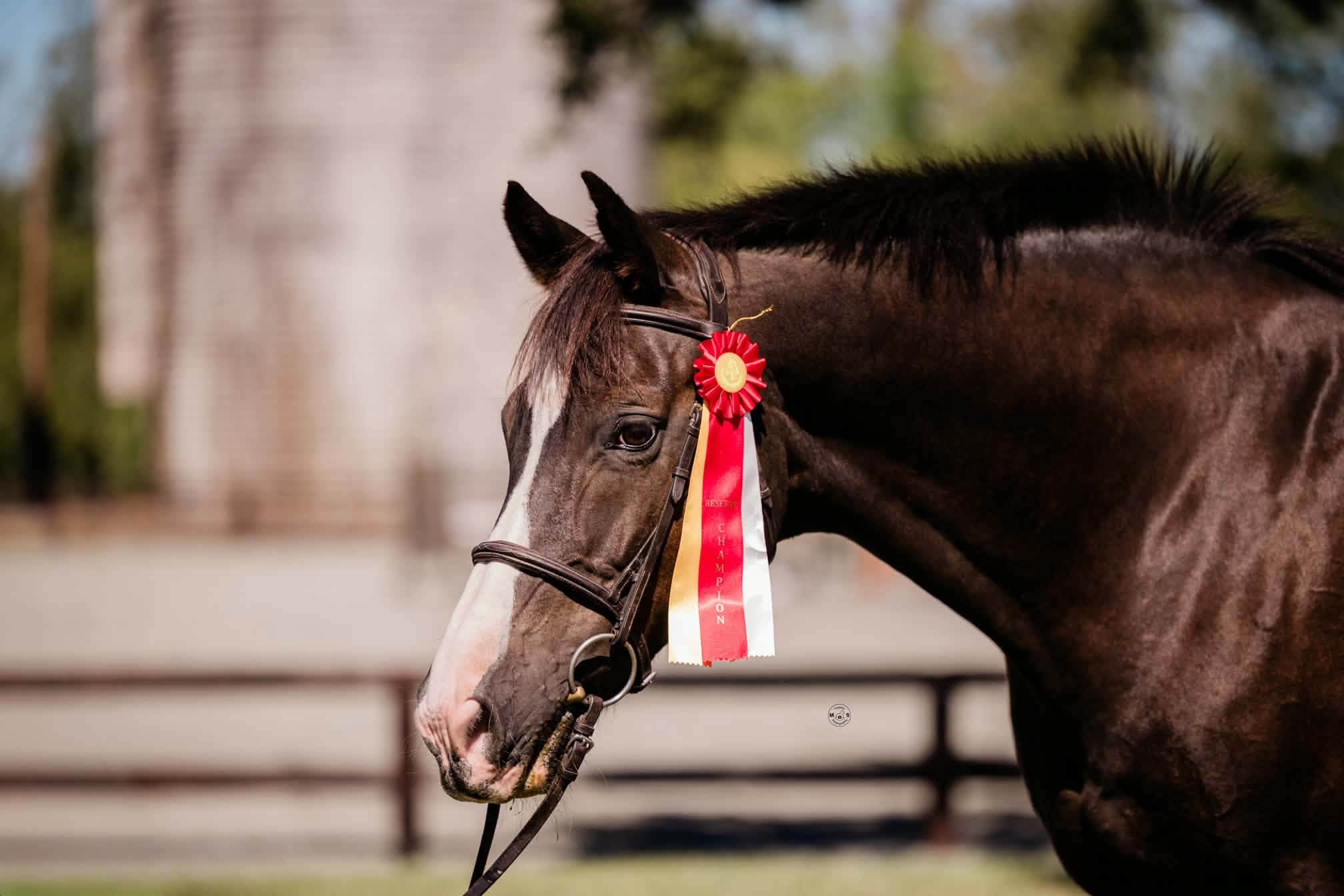 Champion ribbon on horse